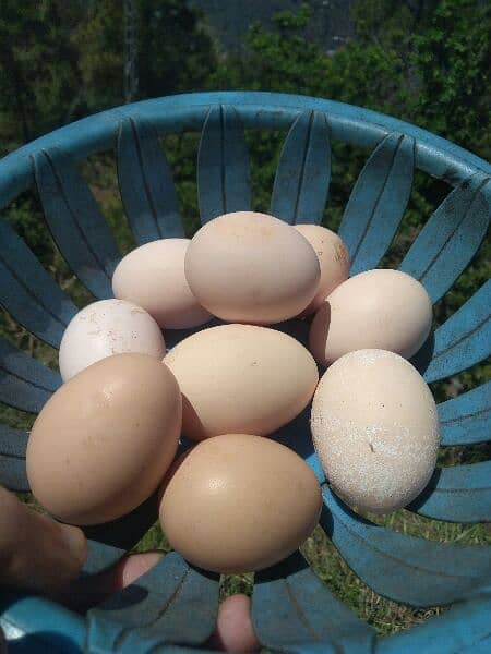 Desi organic chicken's eggs 4