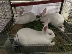 call us for rabbit babe and breeding pairs for sell
