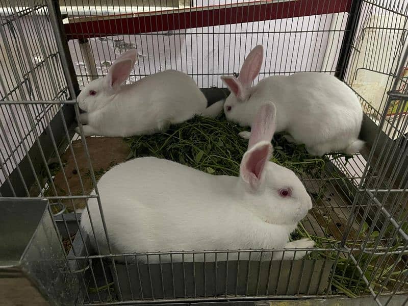call us for rabbit babe and breeding pairs for sell 0