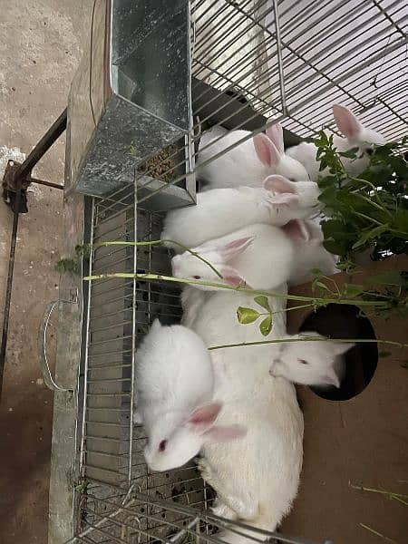 call us for rabbit babe and breeding pairs for sell 1