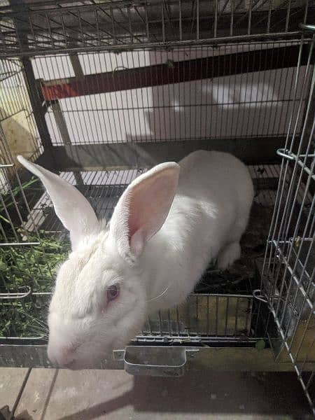 call us for rabbit babe and breeding pairs for sell 7