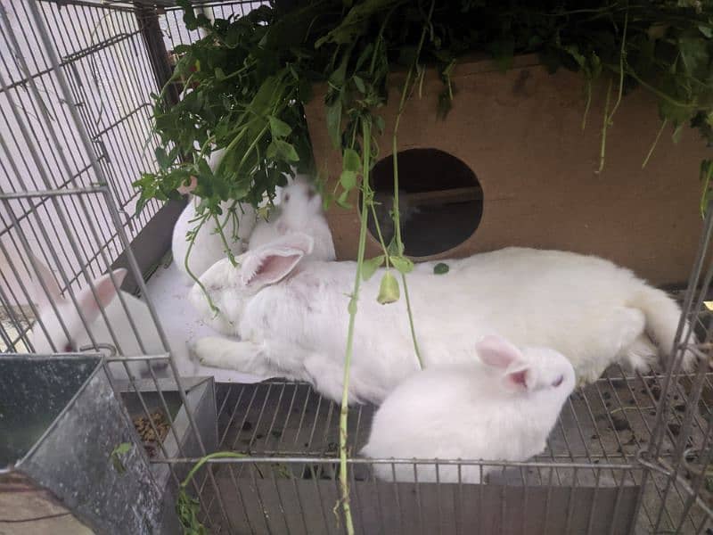 call us for rabbit babe and breeding pairs for sell 8