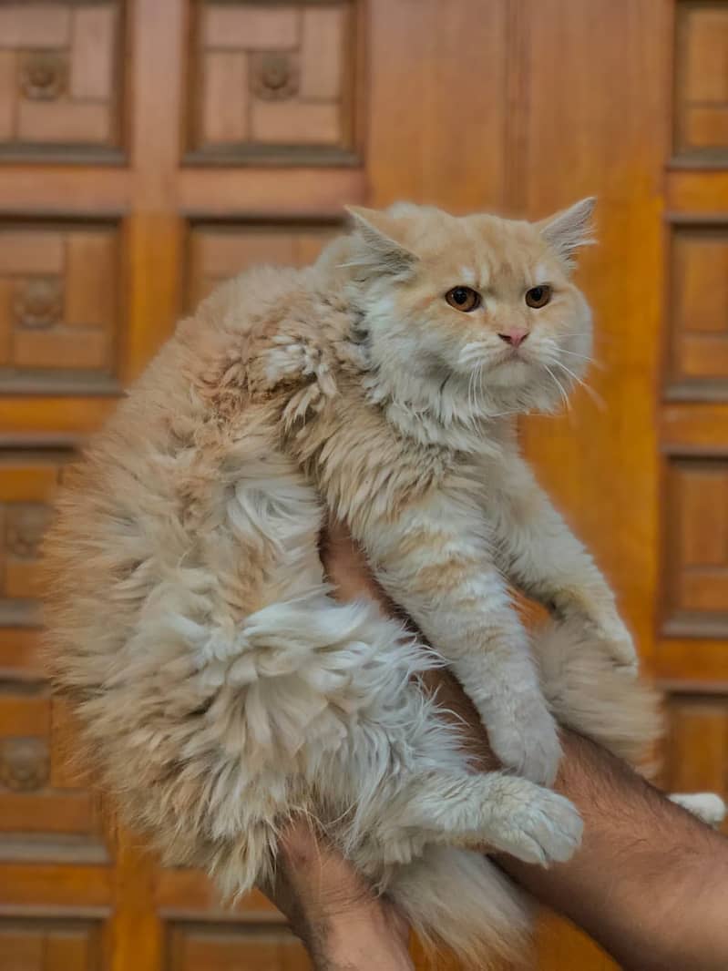 Persian cats and kittens 13