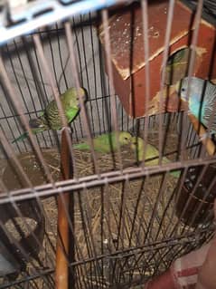 Australian parrots for sale 0