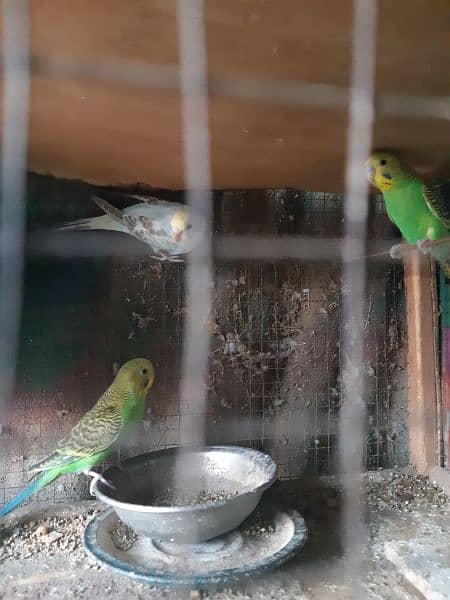 Australian parrots for sale 1