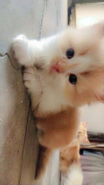 Persian triple coated Punch face kittens 7