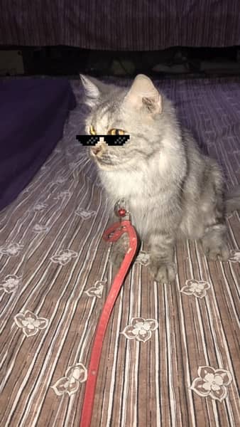 Persian Cat 4
