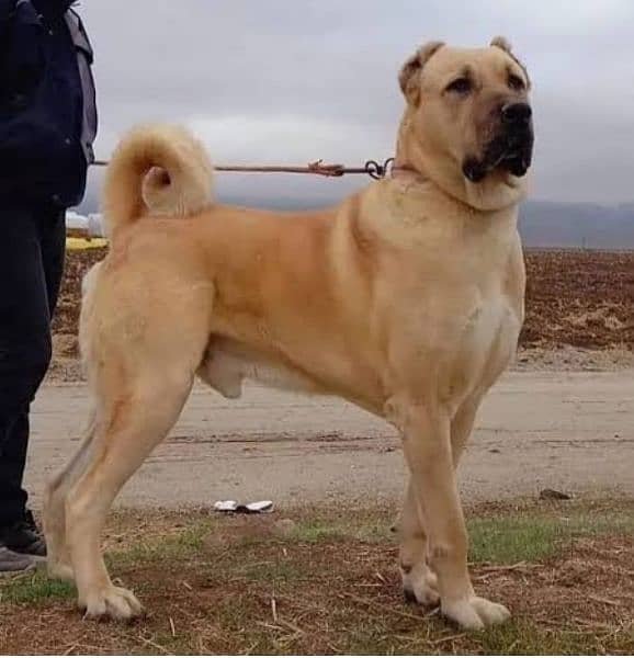 Kurdish Kangal security dog 3 month pair for sale 1