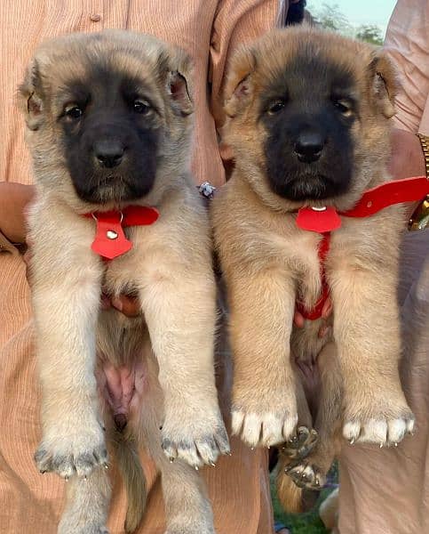 Kurdish Kangal security dog 3 month pair for sale 2