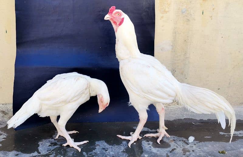 Paper White Heera Aseel Pair for Sale 0