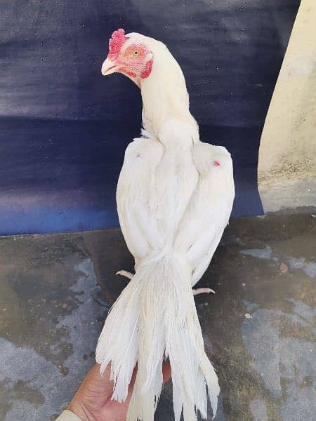 Paper White Heera Aseel for Sale 1