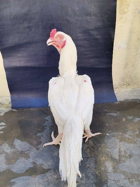 Paper White Heera Aseel Pair for Sale 2