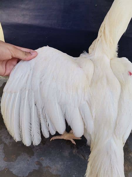 Paper White Heera Aseel Pair for Sale 5