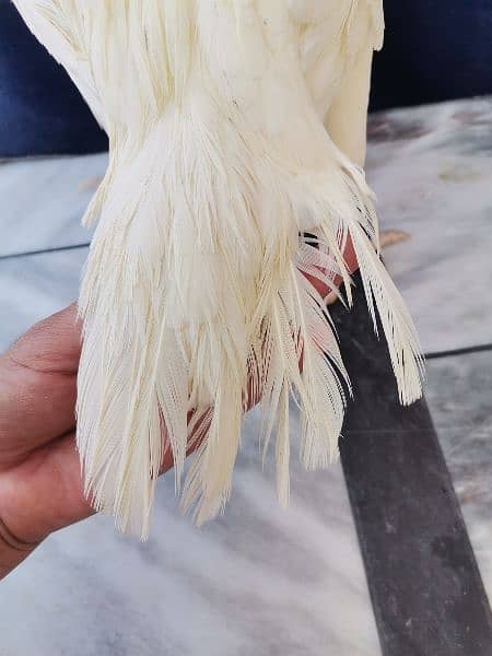 Paper White Heera Aseel Pair for Sale 7