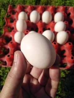 Duck Eggs Fresh and Fertile 0