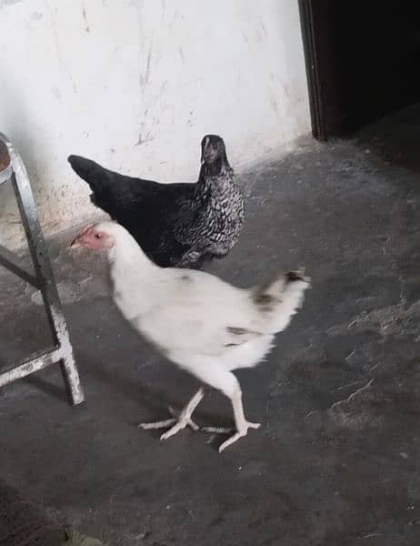 one Male chicken one chicken femile 0315-3915908 1