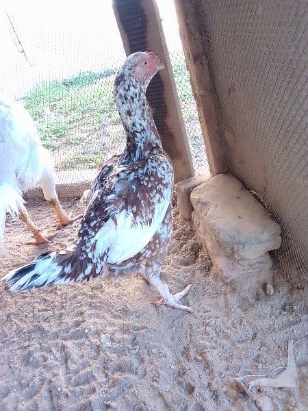 qandhari parrot beak aseel pair egg laying eggs b available Hain 10 3