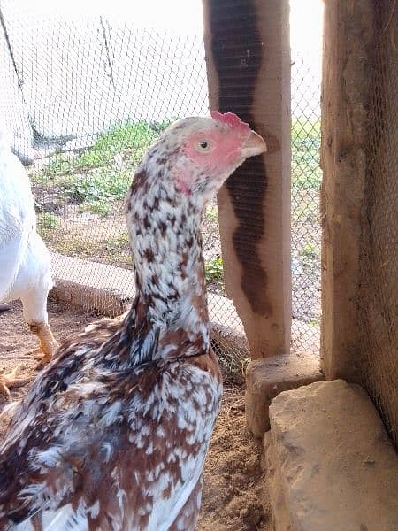 qandhari parrot beak aseel pair egg laying eggs b available Hain 10 4
