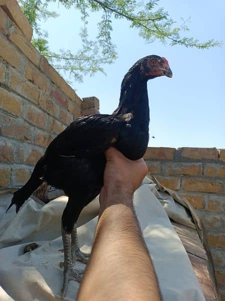 Aseel chicks ( 8 chicks) 3