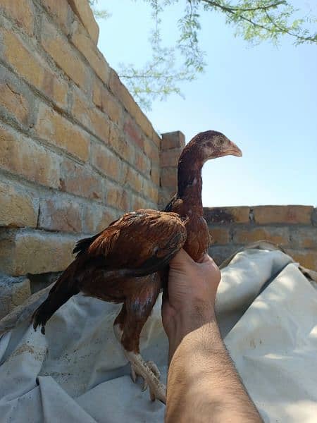 Aseel chicks ( 8 chicks) 8