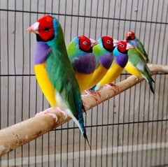 Gouldian finch available for sale
