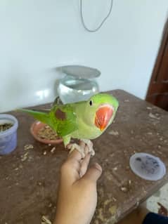 raw parrot for sale 2 time feed with dna papper male conform