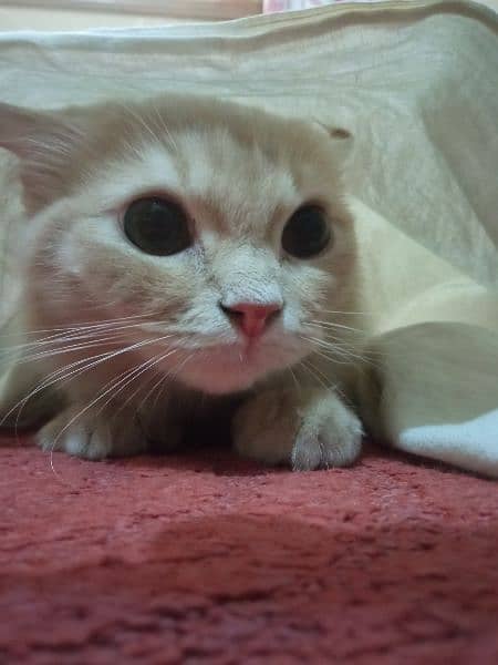 Male Persian Cat for sale 1