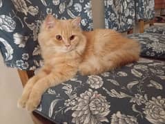Male Persian Cat for sale 0