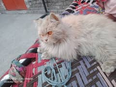 Persian 

Cat  Male 0