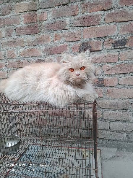 Persian 

Cat  Male 1