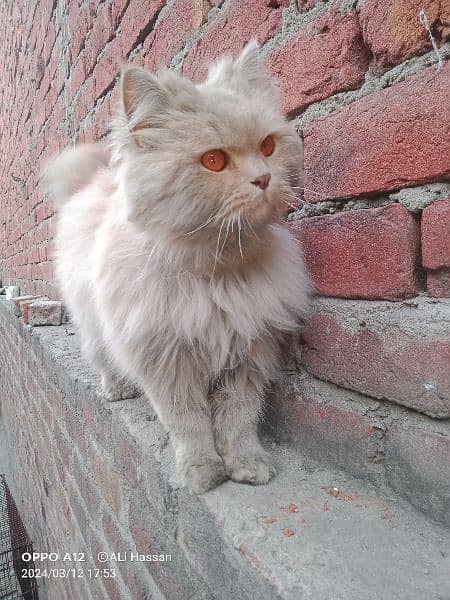 Persian 

Cat  Male 2