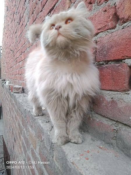 Persian 

Cat  Male 3