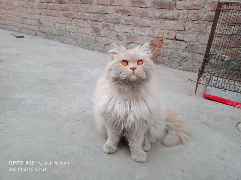 Persian 

Cat  Male 4