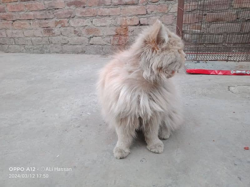 Persian 

Cat  Male 5