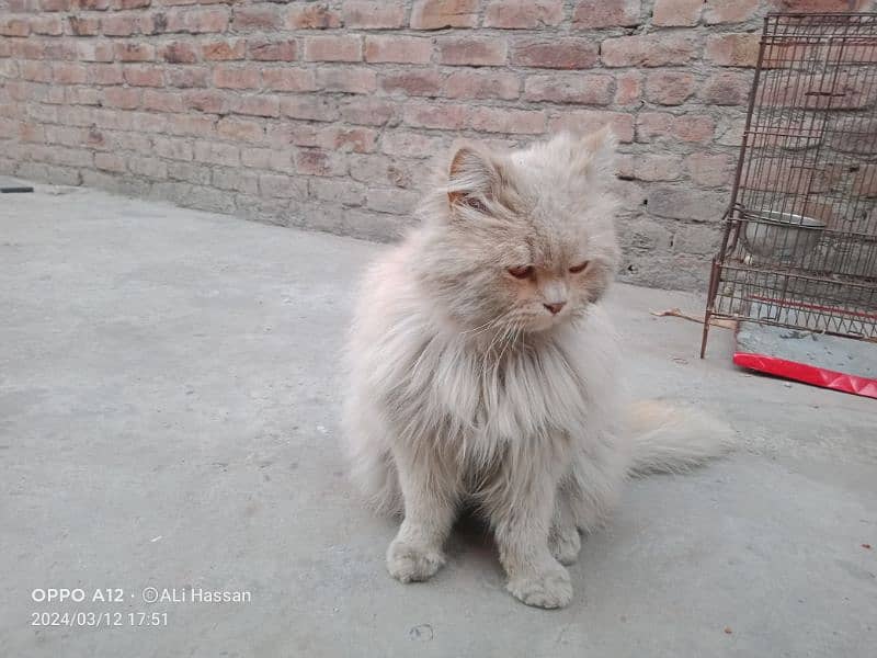 Persian 

Cat  Male 6