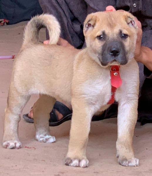 Kurdish Kangal male 2 month security dog for sale 0