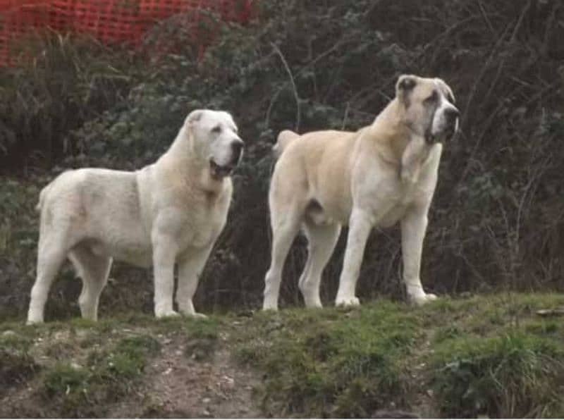 alabai Dog 2 month pair for sale security dog 1