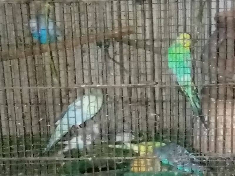 LOVEBIRDS AND BUDGIES FOR SALE 2