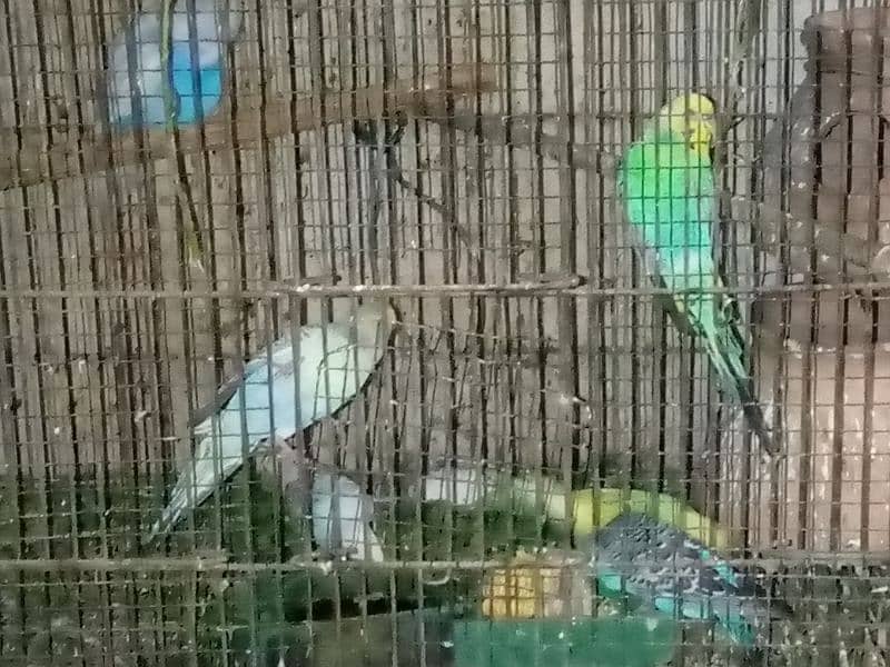 LOVEBIRDS AND BUDGIES FOR SALE 3