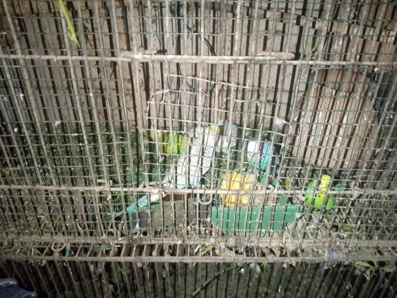 LOVEBIRDS AND BUDGIES FOR SALE 4