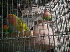LOVEBIRDS AND BUDGIES FOR SALE 0