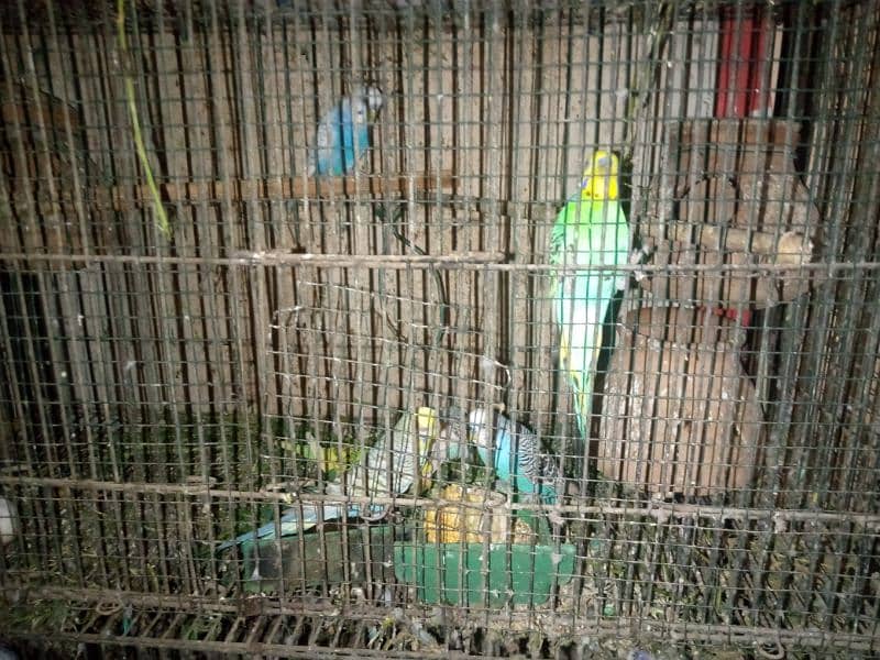 LOVEBIRDS AND BUDGIES FOR SALE 5