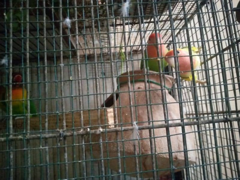 LOVEBIRDS AND BUDGIES FOR SALE 1