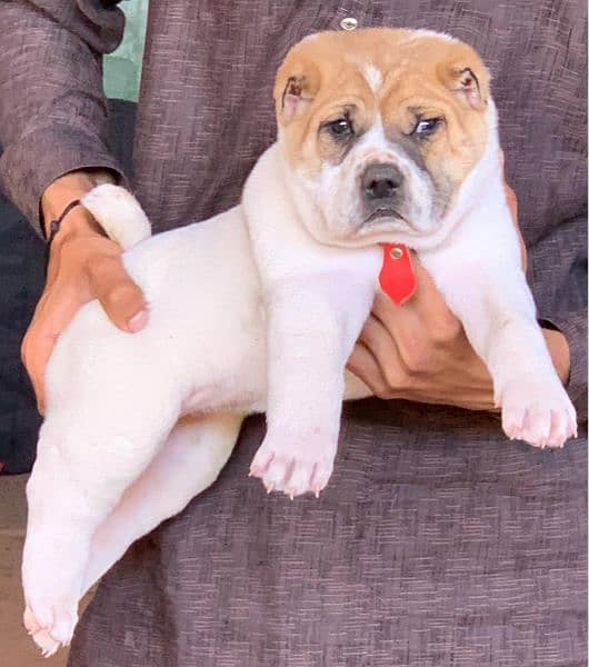 alabai Dog 2 month male for sale heavy bones security dog 2