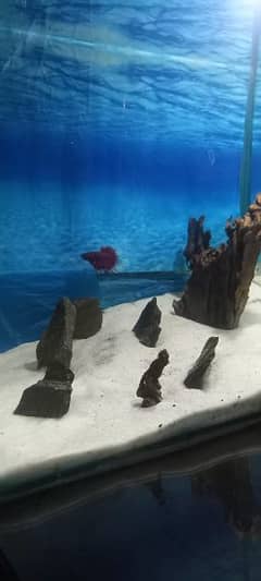 1.5 ft * 1 ft * 1 ft aquarium with aquarium rack and black wido tetra 0