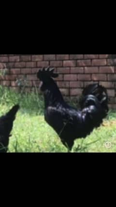 Ayam Cemani chicks 0