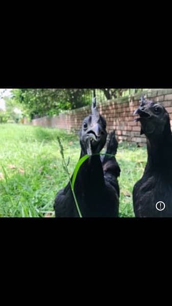 Ayam Cemani chicks 1