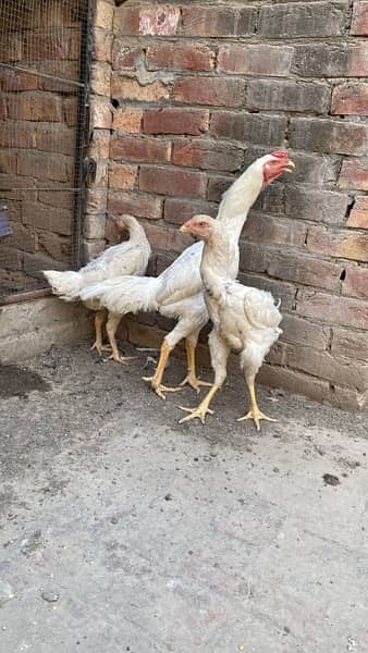 Oh Shamo Chicks For Sale 5