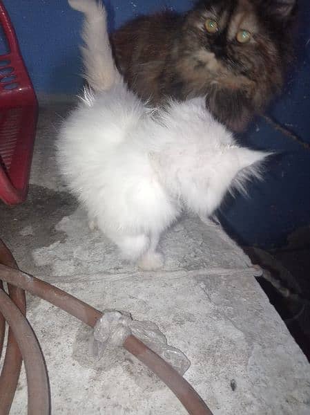kitten female 2.5month 1