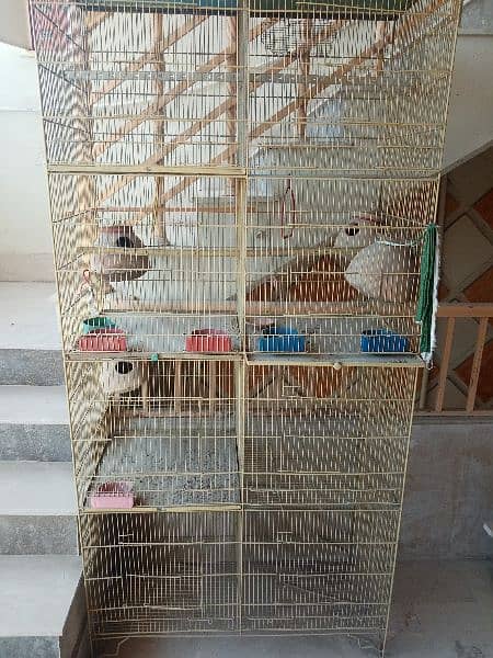 bird cage 2